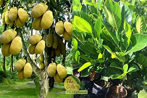 The Gifti ® All Time Jackfruit (katahal) Plant Very Sweet Taste Variety Grafted 1 Healthy Live Plant For Home gardening (B0CPSGPC37) Amazon Price History, Amazon Price Tracker