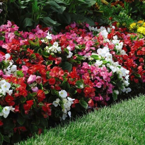 Begonia Organdy Mixed T&Ms Choice Garden Ready Plants 12 x Garden Ready Plants - Colourful Low Maintenance Bedding Flowers for Borders and Pots Thompson & Morgan