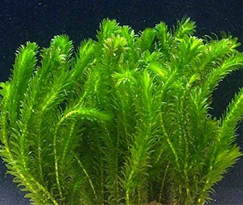 Plante vivante oxygénante pour étang Elodea Densa générique pour aquarium en vrac Poisson rouge d'eau froide