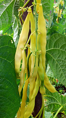 Seedeo® Stangenbohne Golden Gate (Phaseolus vulgaris L.) 30 Samen BIO