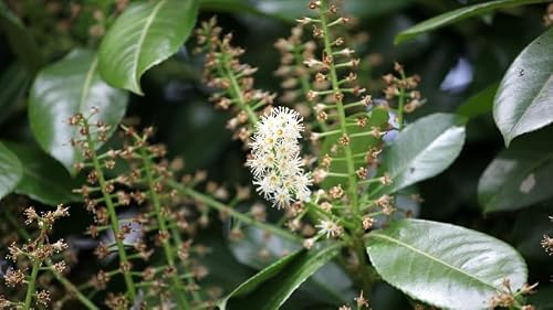 Invasive Species Week