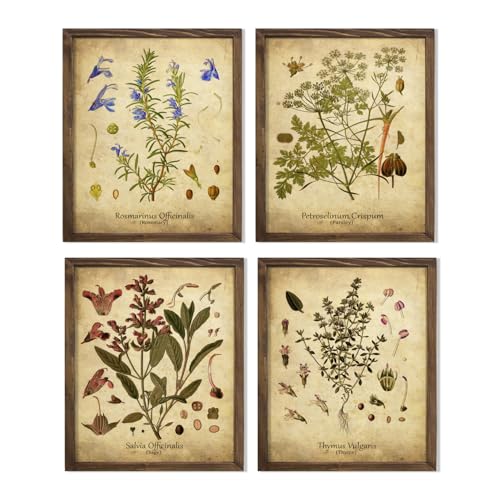 Vintage Botanical Herb Print Set Featuring Rosemary Thyme Parsley Sage Illustrations for...