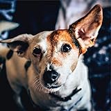 Man's Best Friend Music