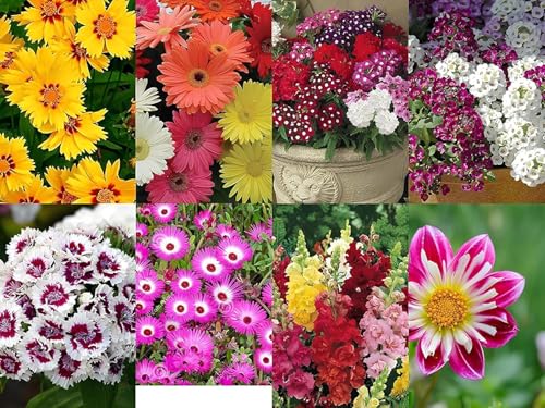 Image of Hybrid Flower Seeds Combo Pack, All Year Supply, Low Maintenance