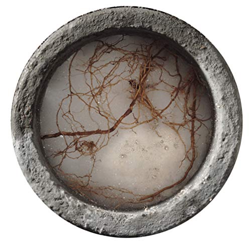 Rootx - 2Lb. Jar With Funnel/Applicator Foaming Root Control For Sewer Lines And Septic Systems #TOP6