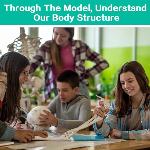 Image of Human Upper Limb Skeleton Anatomical Model, Life Size Human Arm Skeleton Model with Movable Shoulder and Hand Joints Clavicle and Scapula for Medical Science Education Study or Teaching