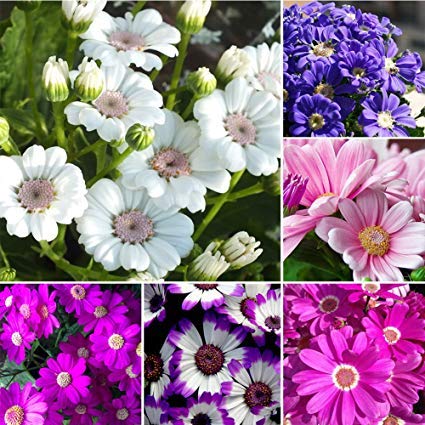 PLANTOGALLERY Flower Seeds | Cineraria Mix Flower Seeds For Home Gardening (80 seeds Pack) (B09BG2KYPP) Amazon Price History, Amazon Price Tracker