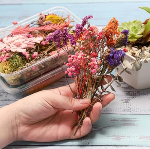 Image of VRB DecTM 2 Box Natural Real Dried Flowers for Art Craft /rasin Art kit - Mixed & Multicolor for Soap, Artificial Candles,Scrapbook, DIY, Resin Tray Jewellery, Pendant (2 Box - Multicolor)