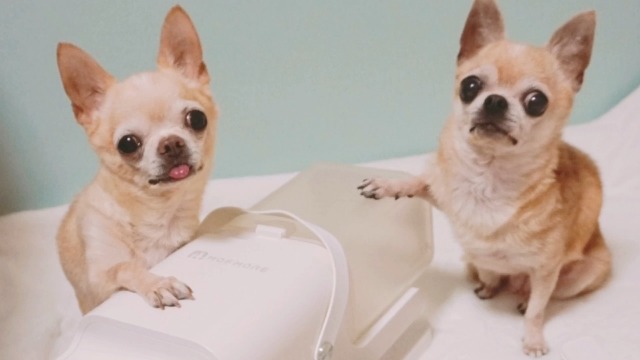 Amazon.co.jp: MOFMORE トリムドライ 【ドライヤー付き】 グルーミング