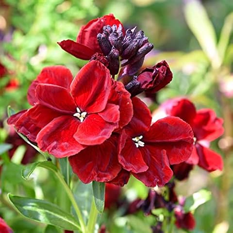 Thompson and Morgan Scarlet Bedder Wallflower Seeds Cover