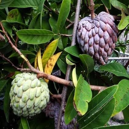 Ata Sugar Apple Custard Apple Live Plant, Sitaphal, Sweetsop, Fast-Growing, Heart-Shaped Fruit, Semi-Deciduous