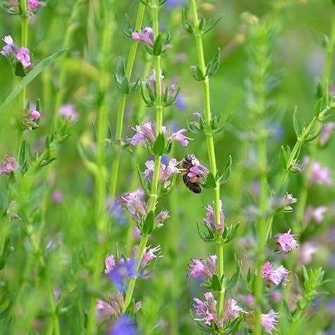 Pink Hyssop Herb Vegetable Seeds Hyssopus officinalis Variety Approx. 300 Seeds Cover