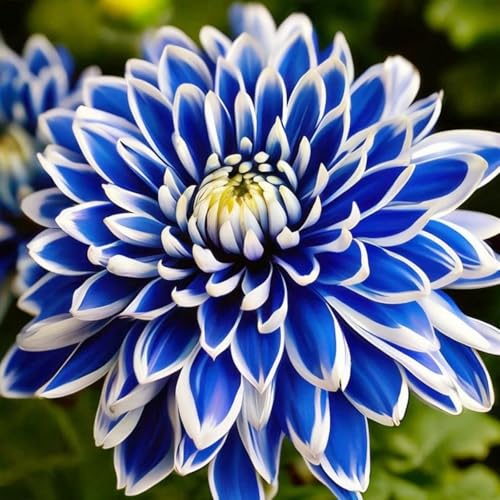 giganti Dalia bulbi,Piante perenni,Dalia pianta vera,resistenti al freddo,Tagliare,Facile da curare(non artificiali)-2 bulbi-I