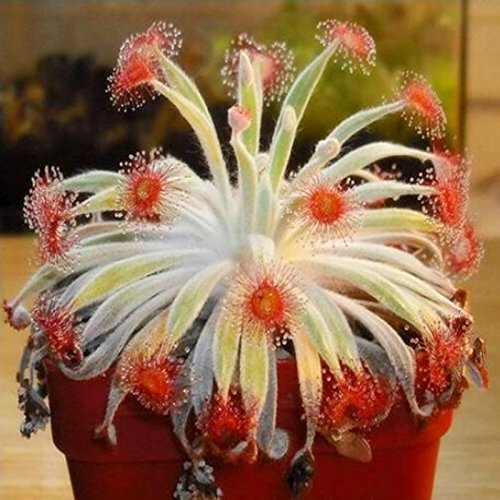 Nema Rare " Drosera Ordensis " Succulent Seed - 5 Pcs