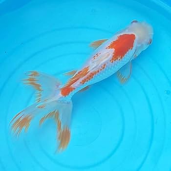 江戸後期　古伊万里　鳳凰龍獅子耳花瓶　高さ29㎝　タサオ　東な7-0210① 江戸後期 古伊万里 鳳凰龍獅子耳花瓶 高さ29㎝ タサオ 東な