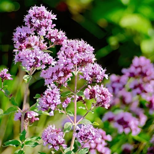 semillas de plantas de orégano plantas vegetales, semillas de hierbas semillas de orégano hierbas de jardín de cobertura del suelo semillas de cobertura del suelo y praderas de flores 250pcs