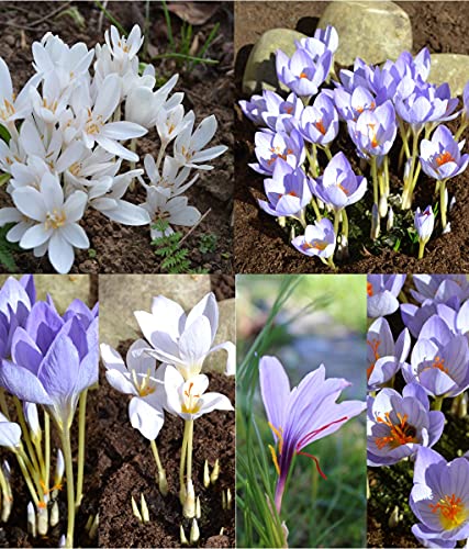 Safran-Krokuszwiebeln Crocus Sativus - 25 Blumenzwiebeln Zum Anpflanzen