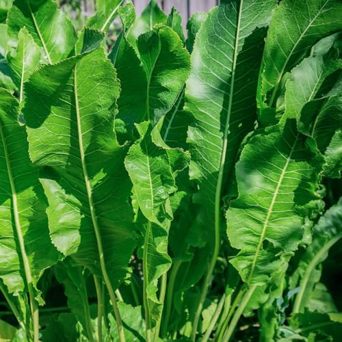 Semi di rafano biologico, semi biologici regali per orto invernali semi di giardino 200pcs