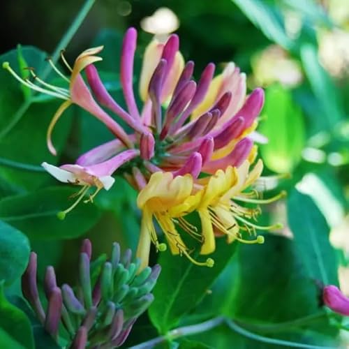 Gold Flame Climbing Honeysuckle Vine, Lonicera Honeysuckle Plants Live for Planting, Honeysuckle Goldflame Live Plant, Fragrant Honeysuckle, 2.5\" Pot, No CT, FL, NY, NH, KY, in, VT, WI, MA, GA, IA - Thumbnail 3