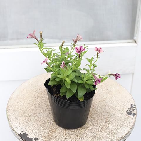 Amazon.co.jp: 花苗 ペチュニア りん シリーズ 3.5号 (ホワイト×ピンク