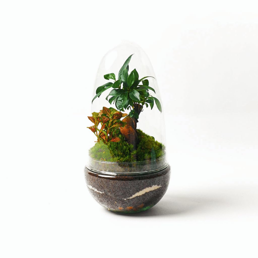 Terrario Plantas Cristal - Cúpula con Ficus Ginseng y Fittonia | Jardin Eterno en Cristal o Ecosistema Cerrado | Ideal para Decoración Hogar | Pequeño | Medidas: 26 x 12 cm