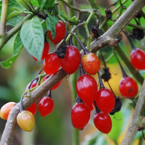 Plant World Seeds - Solanum Dulcamara Seeds (Hardy Climber Seeds)