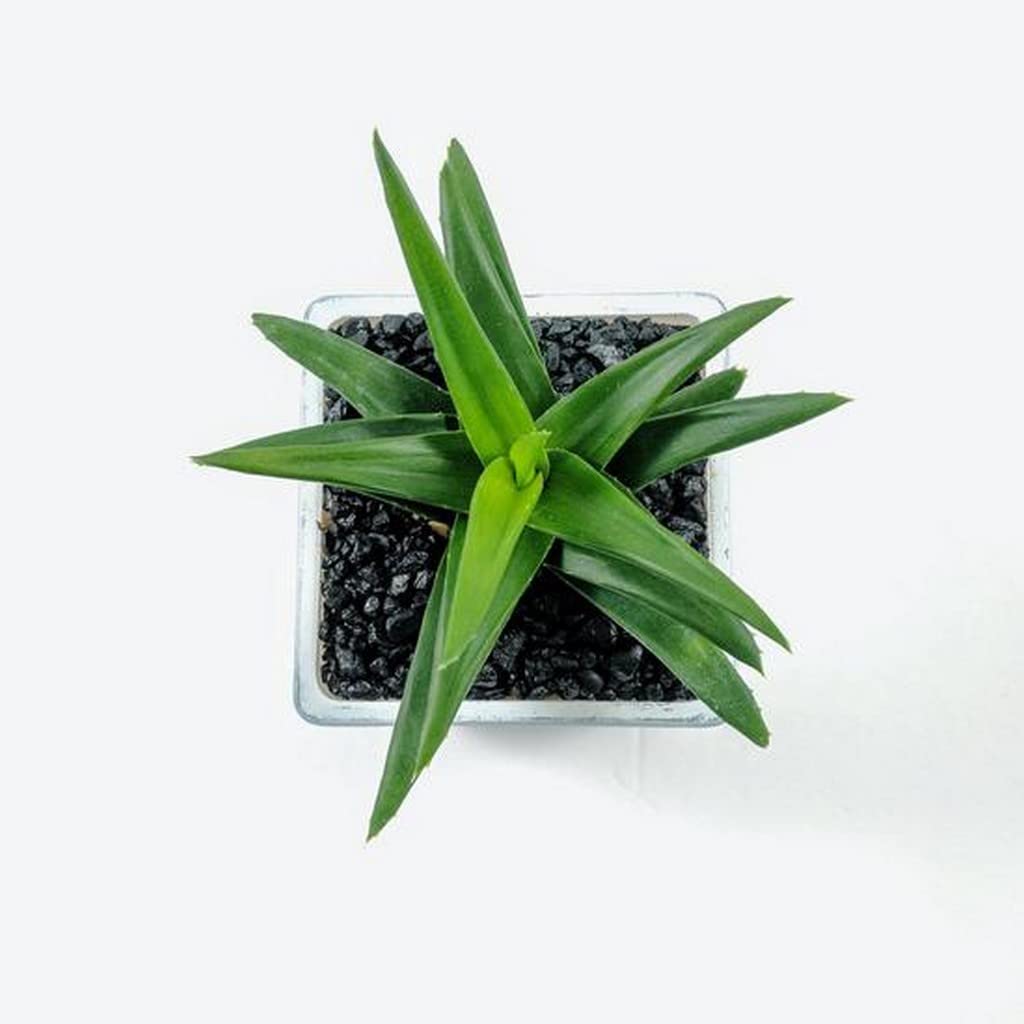 OhhSome Hawerthia Pentagona Succulent Live Plant With Ceramic Pot (B09N9CYNVR) Amazon Price History, Amazon Price Tracker