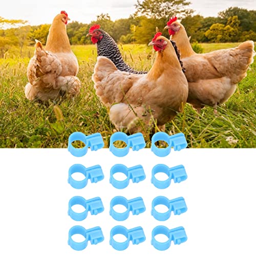 100 peças de anéis de perna de frango e pássaro, faixas de perna de frango, design de fivela, fácil