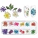 Lot de 12 fleurs séchées pour nail art - 3D - Fleurs préservées - Décoration pour ongles