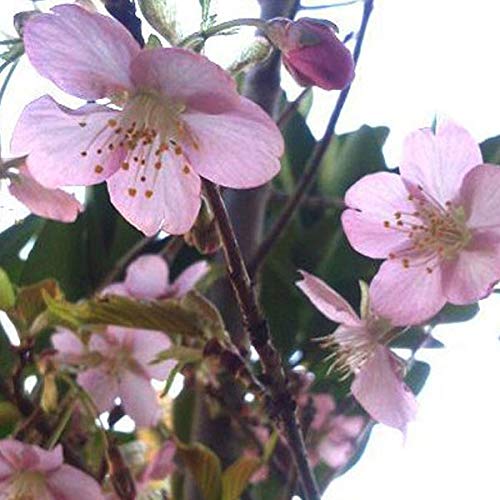 Amazon.co.jp: サクラ 河津桜 (カワヅザクラ) 樹高1.8～2.0m前後(根鉢
