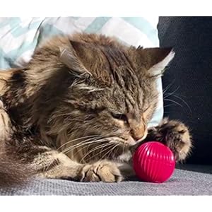 Pet qwerks cat babble ball with catnip infused interactive cat toy x small   cucciolini doodles