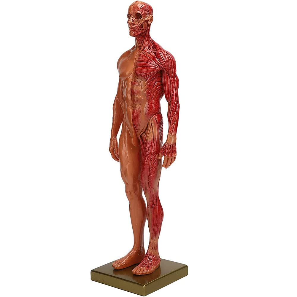 ANATOMY　MALE 　人体模型 Anatomy Tools AnatomyTools
