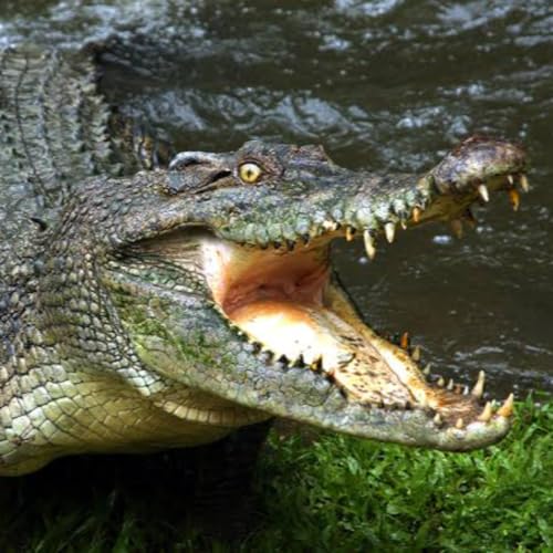 10 Disturbing TRUE Wildlife Encounter Horror Stories