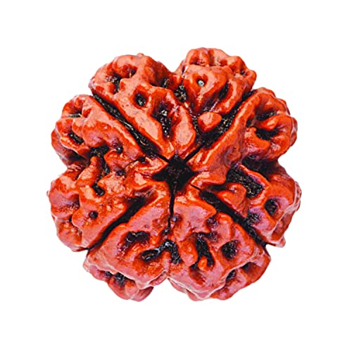 Image of Vado Certified 4 Mukhi Nepali Rudraksha with Authentic Lab Certificate Natural Beads (4 Mukhi)