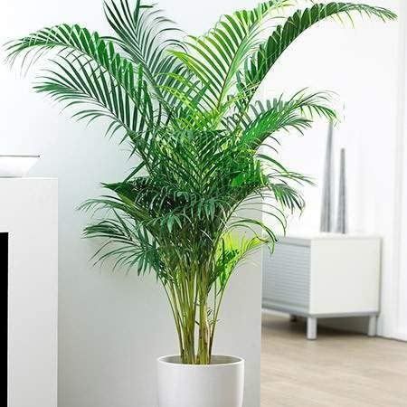 Bonsai Areca Palm for Indoor & Outdoor with Grow Bag (Multicolor, 170mm) (G N_820)-image-35