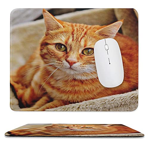 JX^Ch 傫Ȏʐ^ p[\iCY ybgGbWXeb`ꂽ}EXpbh eNX`}EXpbhAVRSx[X̃}EXpbhA2̃TCỸ}EXpbhAItBXAAbvgbv̗sɓKĂ܂