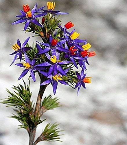 See full amazon price history chart for NooElec Seeds India Blue Tinsel Lily 20+ Seeds Seeds Grow in All Seasons/All INDIA NooElec Seeds India Blue Tinsel Lily 20+ Seeds Seeds Grow in All Seasons/All INDIA (B08H194K67) Amazon Price History, Amazon Price Tracker