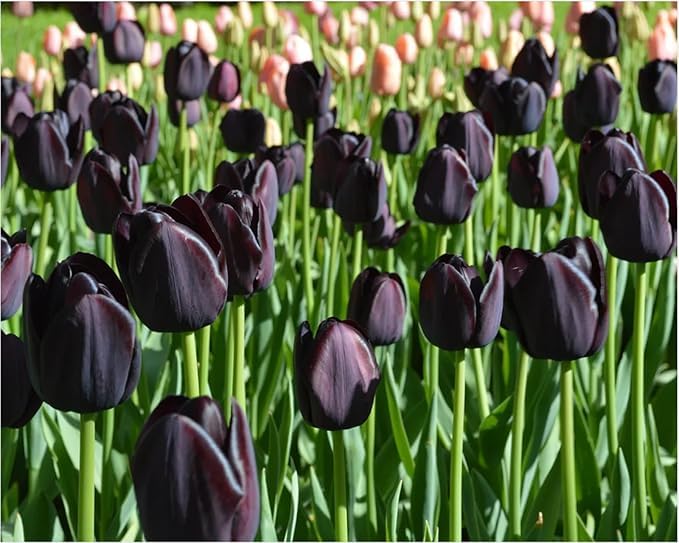 Tulip Bulbs,Flowering Rhizome,Excellent Display,Hardy Perennial,Iridescent,Tulip Bulbs Mix,Tulip Tubers UK,Good for Containers,Cut Flowers,Greening Flower,Balcony Garden Bulbs.-8Bulbs-B