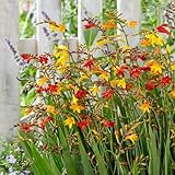 Carbeth Plants - 10 x Crocosmia Mixed Montbretia Summer Bulbs - Hardy Colourful Herbaceous Perennial Corms - Low Maintenance Pollinator Friendly Plants - Grow in Beds, Borders and Patio Pots