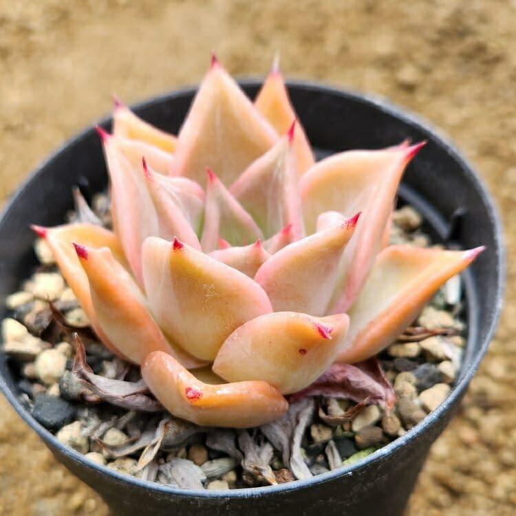 Amazon｜マディバ 7.5cmポット 多肉植物 エケベリア Echeveria 'Madiba