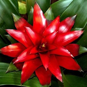 Bromelia Guzmania “Optima” [Vaso Ø12cm]