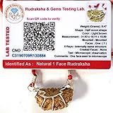 Certified One mukhi one face rudraksha Nepal Rudraksh Bead kaju Dana Pooja Prayer Yoga A+ Quality...