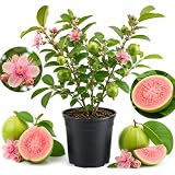 Pink Guava Tree Live Plant, 8-12 Inch Tall Starter Plant, Fast Growing Tropical Fruit Tree, Low Maintenance Guava Plants Live for Planting Outdoor