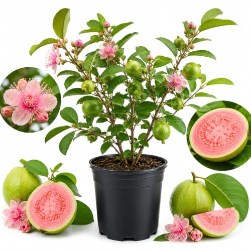 Pink Guava Tree Live Plant, 8-12 Inch Tall Starter Plant, Fast Growing Tropical Fruit Tree, Low Maintenance Guava Plants Live for Planting Outdoor