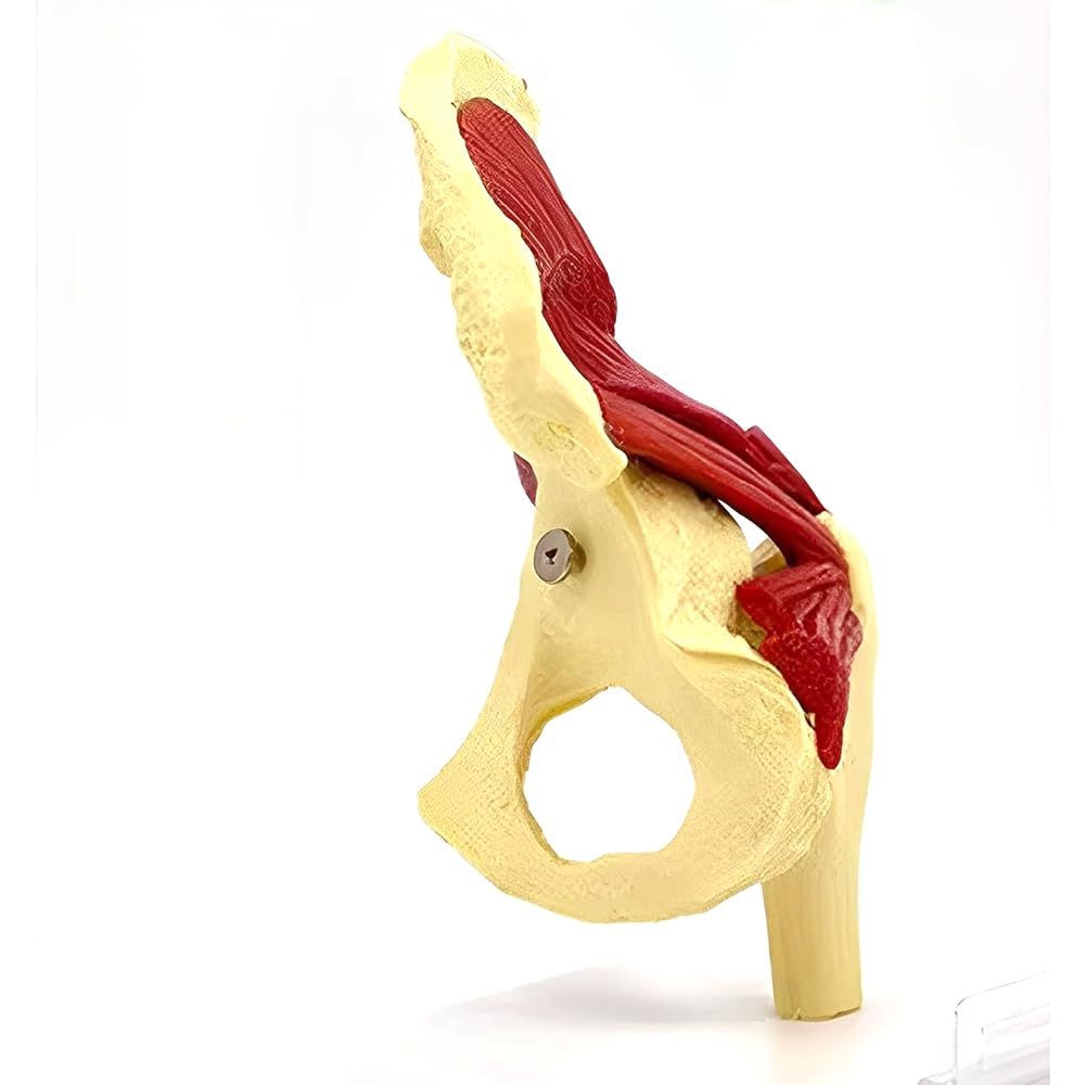 Model anatomii stawu biodrowego, model więzadła nerwu mięśniowego, model szkieletu prawego stawu biodrowego z mięśniami, do anatomii i fizjologii, edukacji naukowej