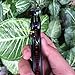 ALBATROSS EDC Cool Spring Assisted Folding Pocket Knives Tactical Sharp Raptor Claw Knife (Black)