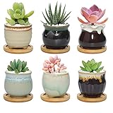 laufglasur Zweckmäßige Struktur: Das Töpfchen wird aus Keramik hergestellt und hat ein kleines Drainageloch unten. Es nimmt die zarten Rhizomatose von Sukkulenten im Schutz und verhindert effektiv das Verrotten.