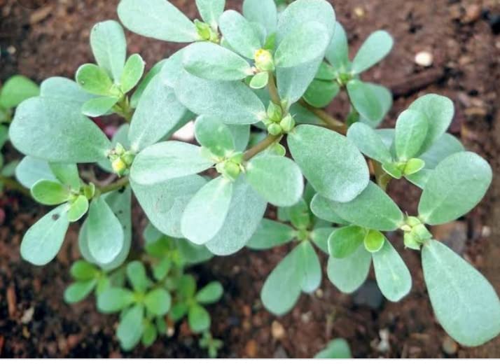 Paruppu Keerai Live Plant/Purslane Portulaca Oleracea Live Plant - 1 No (B0B53GBW2H) Amazon Price History, Amazon Price Tracker