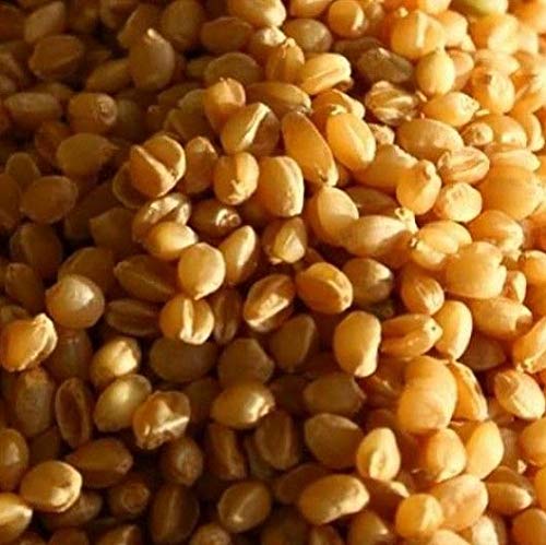 VISION CRAFTED PUNJAB Chemical Free Rare Desi Sona Moti Wheat Seeds Variety For Growing Wheat (3 KG, SONA - MOTI) (B08KSWSMJS) Amazon Price History, Amazon Price Tracker