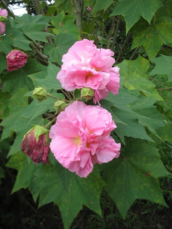 Image of Kamal /Land Lotus /Sthal Padma Double Petal Cotton Rose Flower Live Plant with Pot | Ornamental Flowering Plant for Home Garden, Balcony, Terrace & Outdoor Decoration